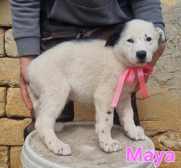 Maya Cucciola Femmina