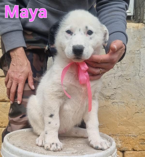 MAYA CUCCIOLA FEMMINA Foto 2