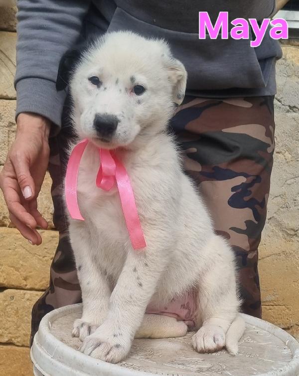 MAYA CUCCIOLA FEMMINA Foto 3