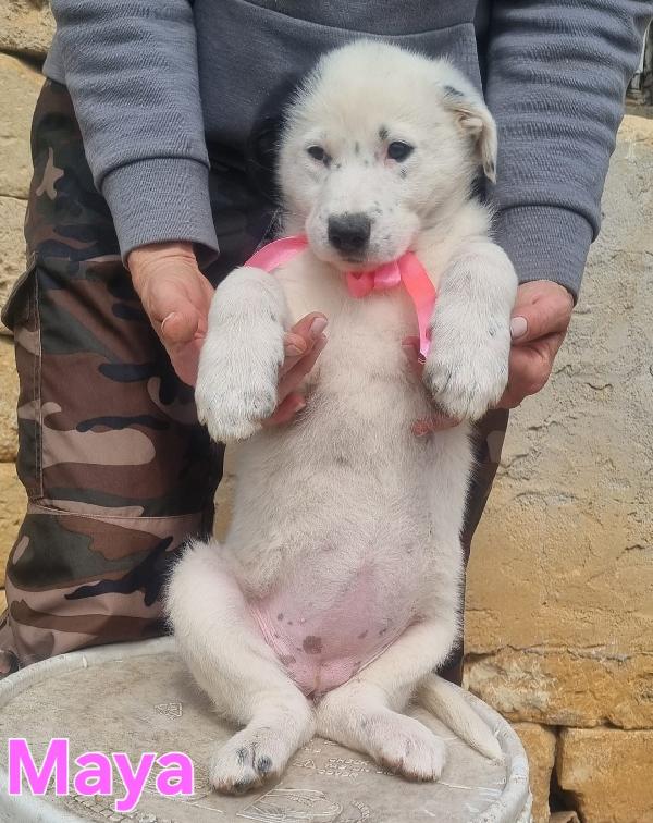 MAYA CUCCIOLA FEMMINA Foto 4