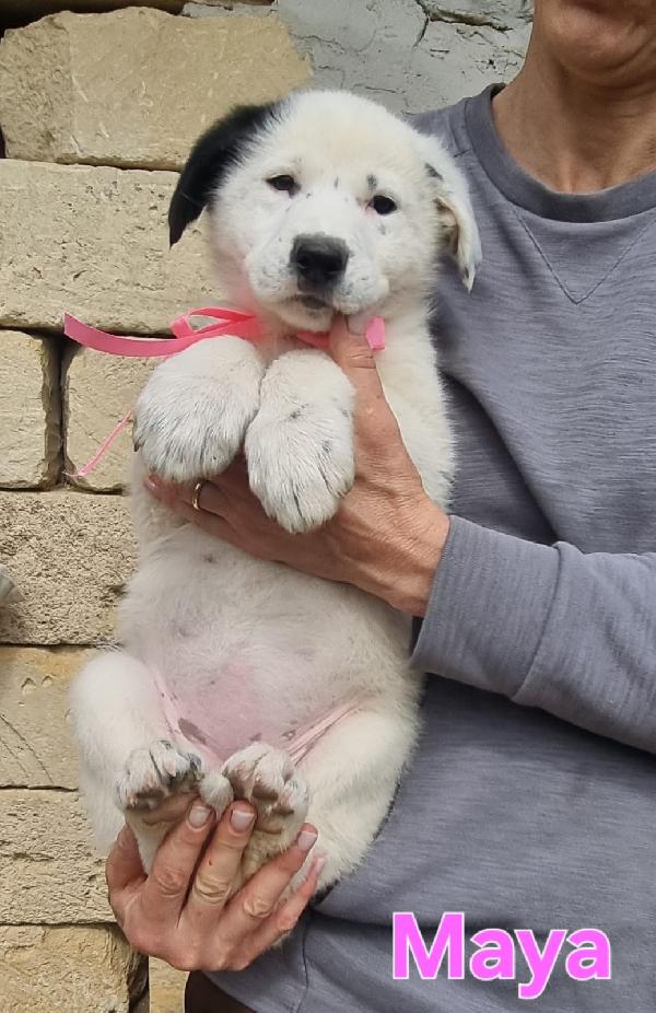 MAYA CUCCIOLA FEMMINA Foto 5