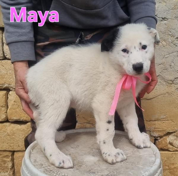 MAYA CUCCIOLA FEMMINA Foto 6