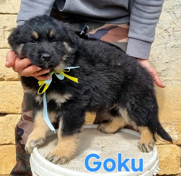 Goku Cucciolo Maschio