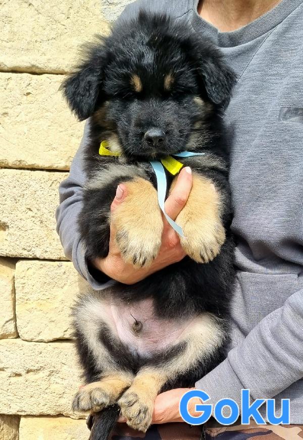 GOKU CUCCIOLO MASCHIO Foto 3