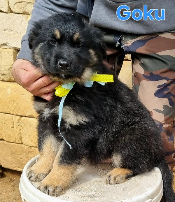 GOKU CUCCIOLO MASCHIO Foto 5