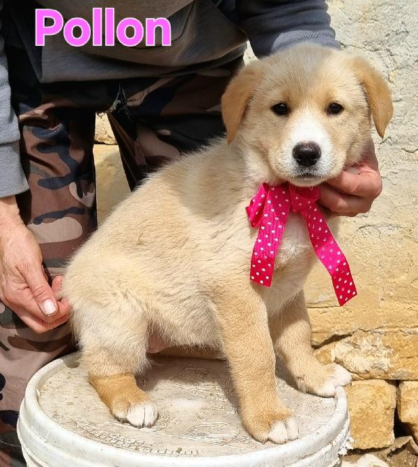 Pollon Cucciola Femmina