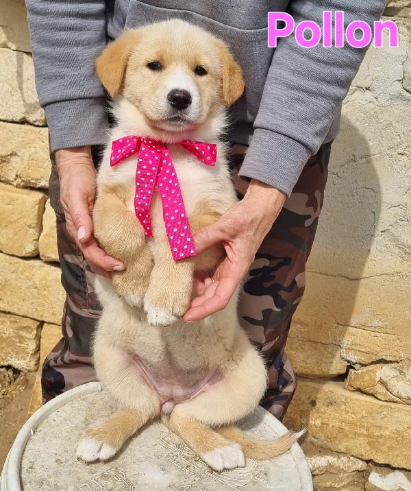 POLLON CUCCIOLA FEMMINA Foto 2