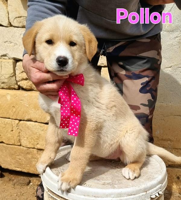POLLON CUCCIOLA FEMMINA Foto 3