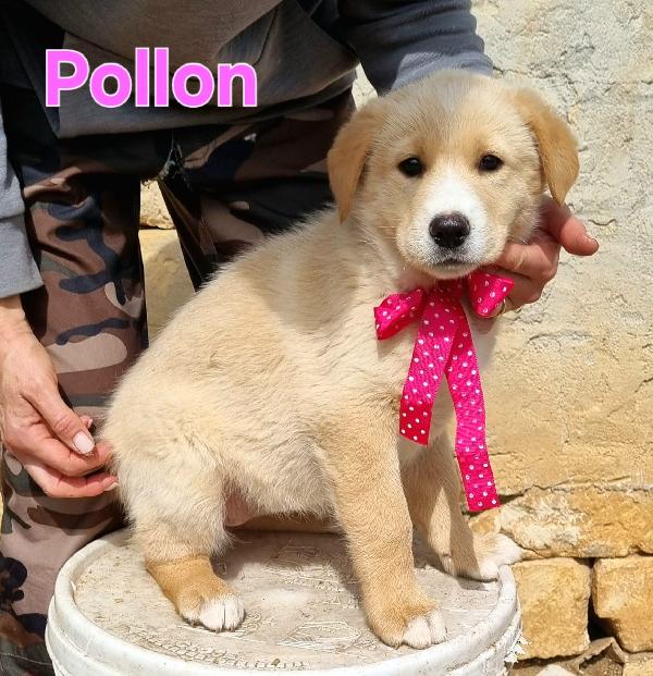 POLLON CUCCIOLA FEMMINA Foto 4