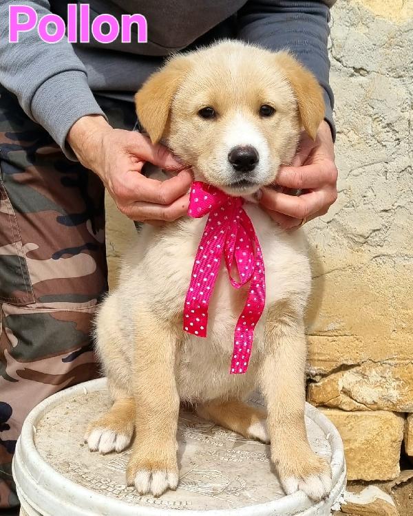 POLLON CUCCIOLA FEMMINA Foto 5