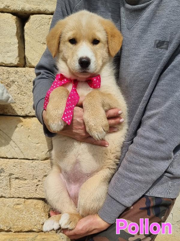 POLLON CUCCIOLA FEMMINA Foto 6