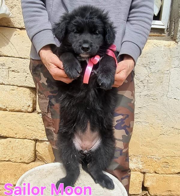 SAILOR MOON CUCCIOLA FEMMINA Foto 2