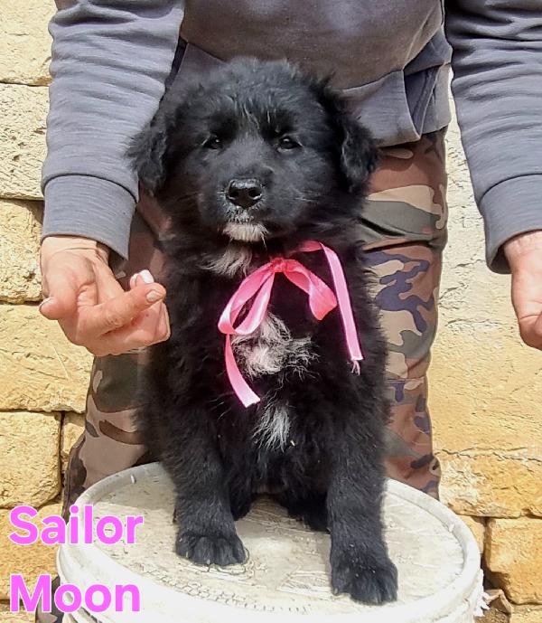 SAILOR MOON CUCCIOLA FEMMINA Foto 3