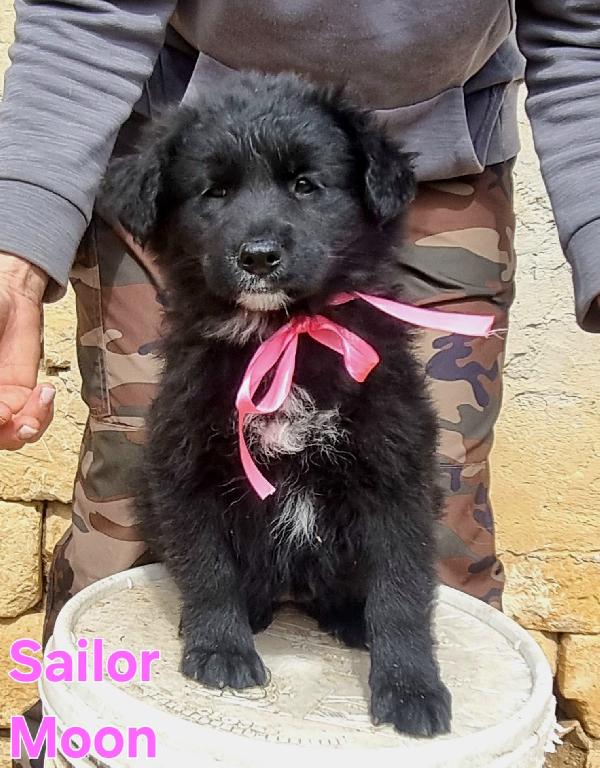 SAILOR MOON CUCCIOLA FEMMINA Foto 4