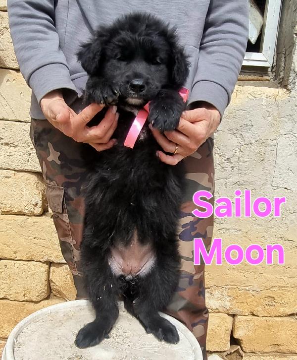 SAILOR MOON CUCCIOLA FEMMINA Foto 5