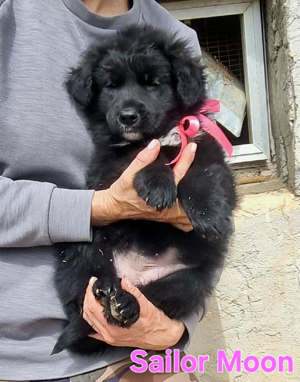 SAILOR MOON CUCCIOLA FEMMINA Foto 6