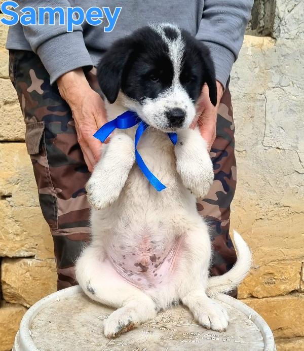 SAMPEY CUCCIOLO MASCHIO Foto 2
