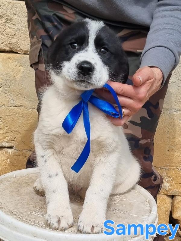SAMPEY CUCCIOLO MASCHIO Foto 3