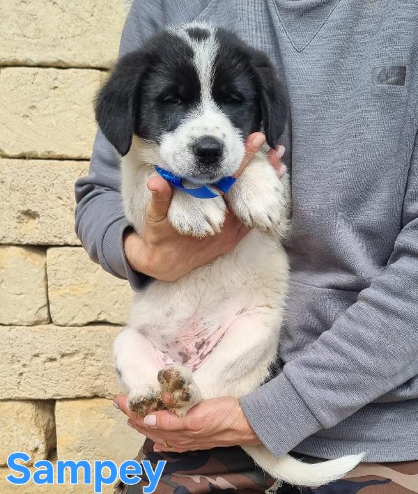 SAMPEY CUCCIOLO MASCHIO Foto 4