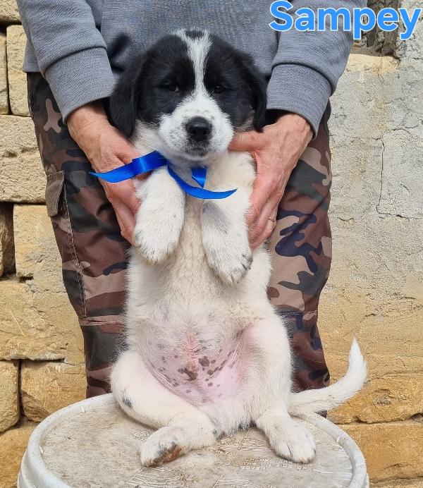 SAMPEY CUCCIOLO MASCHIO Foto 5