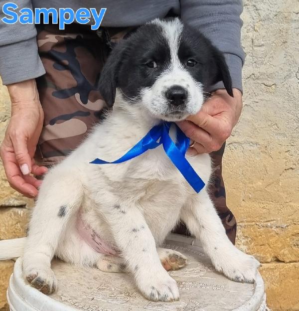 SAMPEY CUCCIOLO MASCHIO Foto 6