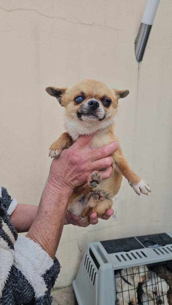 Cigno: 2 Kg, Dolcissimo Con Cani, Gatti E Bimbi 