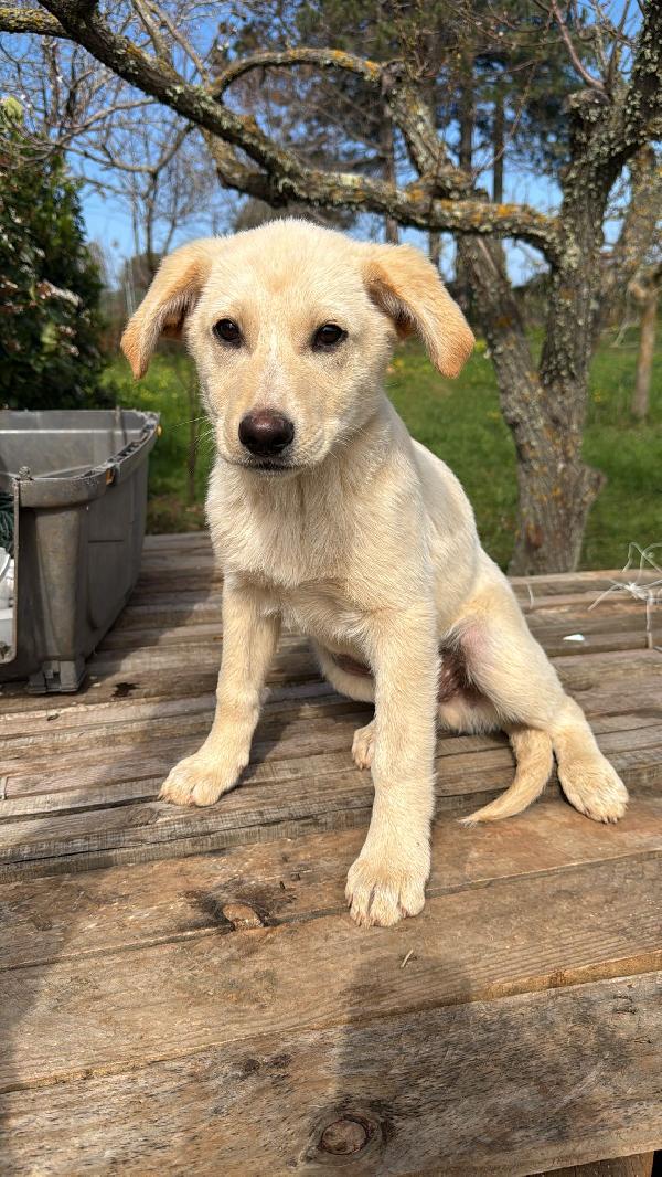 Nolan Splendido Dolce Cucciolo Simil Labrador Cerca Casa 