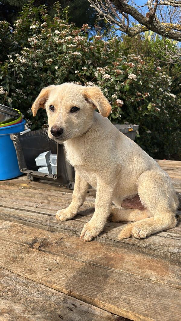 Nolan splendido dolce cucciolo simil Labrador cerca casa  Foto 2