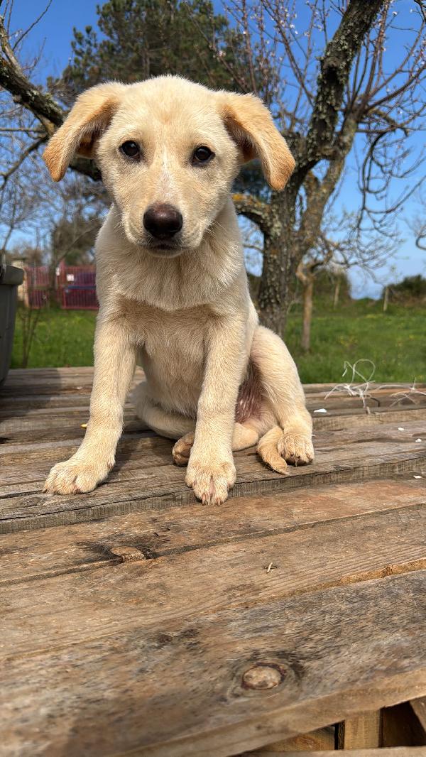 Nolan splendido dolce cucciolo simil Labrador cerca casa  Foto 3