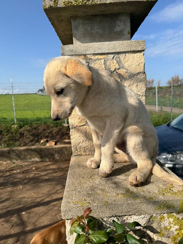 Nolan splendido dolce cucciolo simil Labrador cerca casa  Foto 5