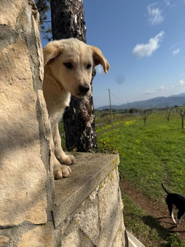 Nolan splendido dolce cucciolo simil Labrador cerca casa  Foto 6