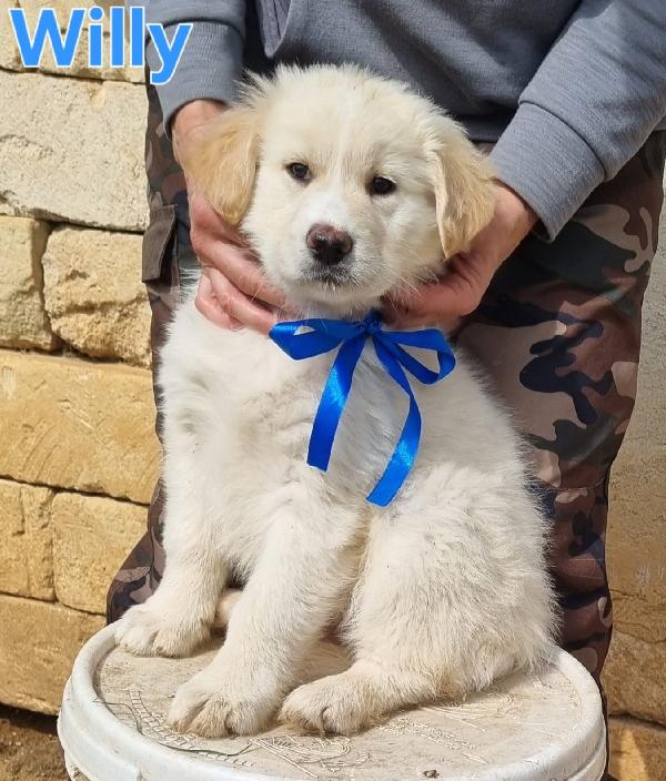 Willy Cucciolo Maschio