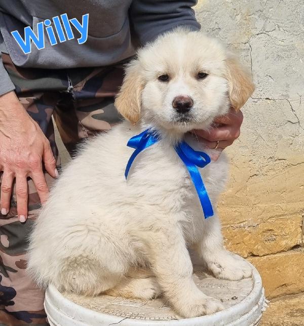 WILLY CUCCIOLO MASCHIO Foto 2