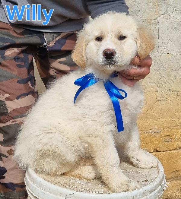 WILLY CUCCIOLO MASCHIO Foto 3