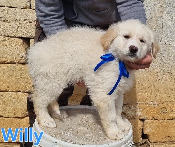 WILLY CUCCIOLO MASCHIO Foto 4