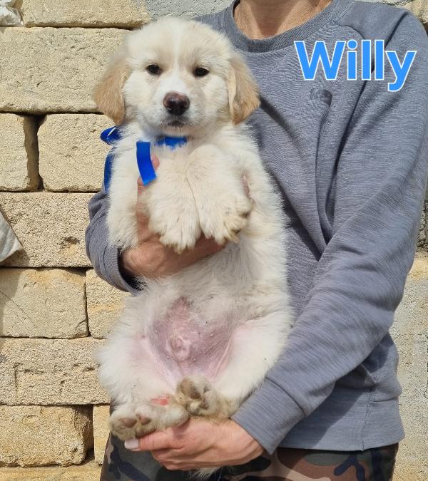 WILLY CUCCIOLO MASCHIO Foto 5