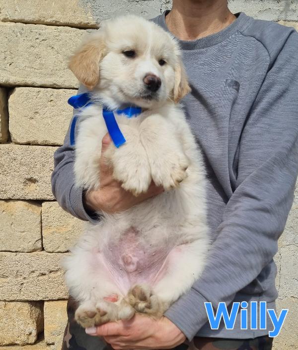 WILLY CUCCIOLO MASCHIO Foto 6