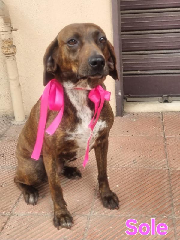 Sole Segugia Femmina