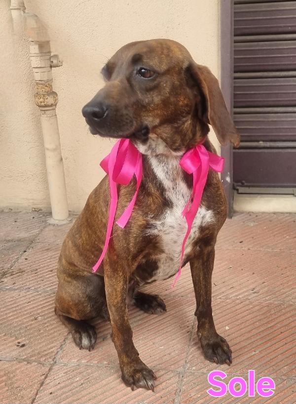 SOLE SEGUGIA FEMMINA Foto 2