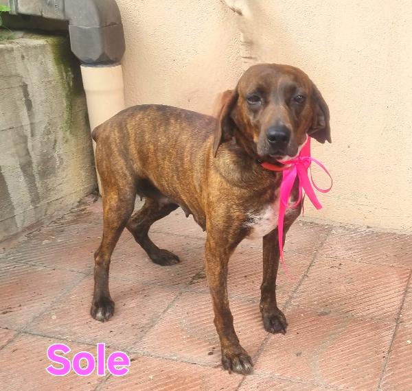 SOLE SEGUGIA FEMMINA Foto 3