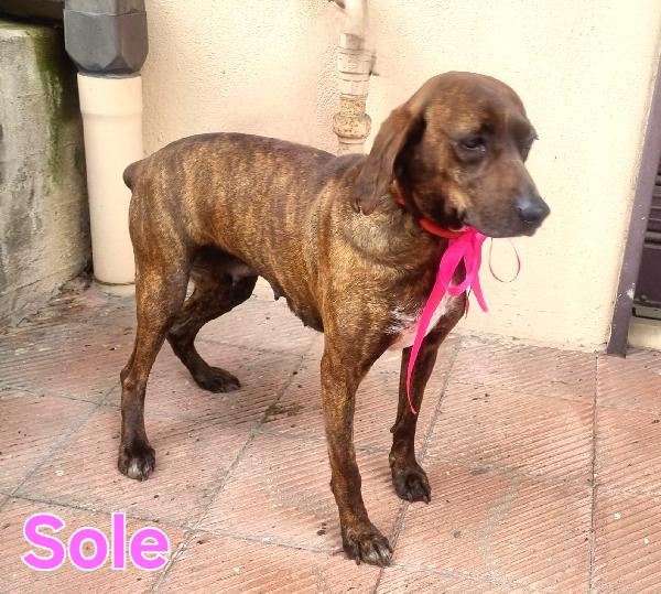 SOLE SEGUGIA FEMMINA Foto 4