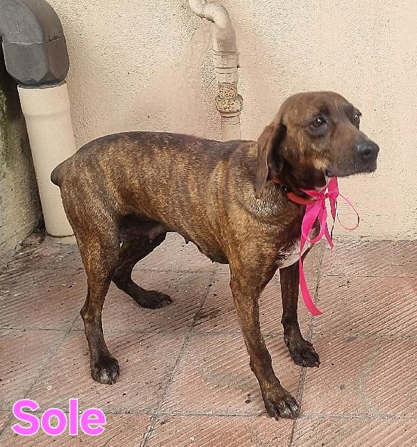 SOLE SEGUGIA FEMMINA Foto 5