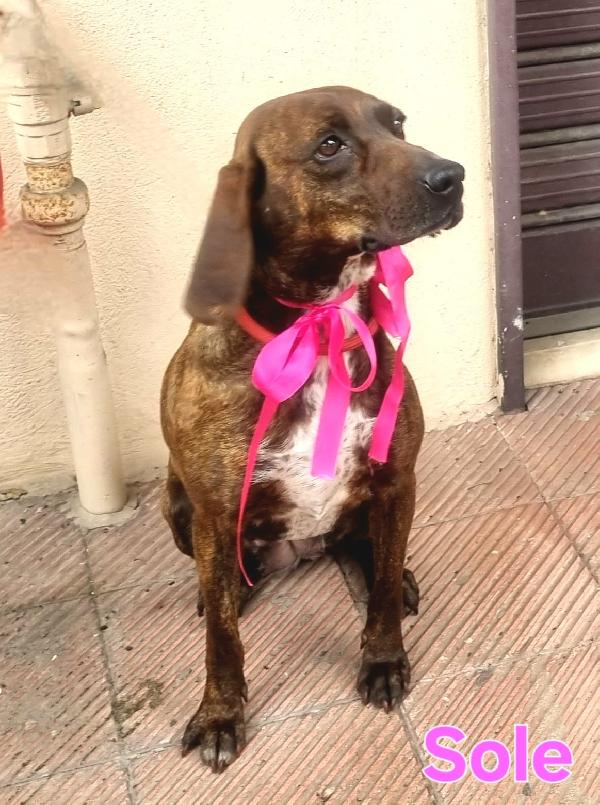 SOLE SEGUGIA FEMMINA Foto 6