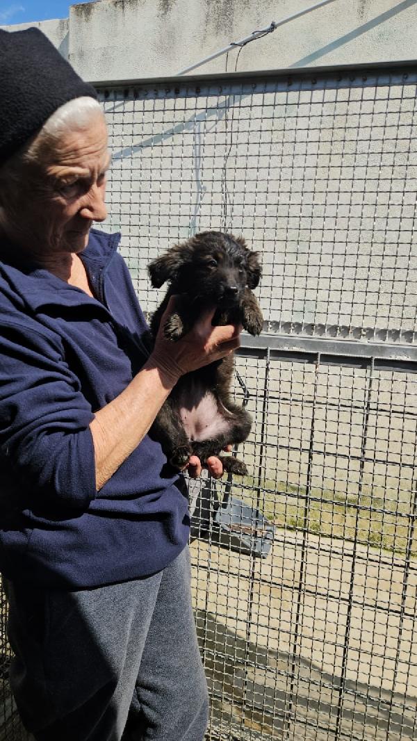 Topazia splendida dolce cucciolina cerca casa  Foto 3