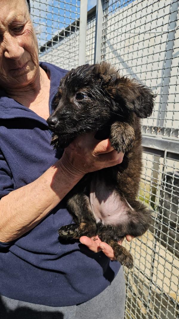 Topazia splendida dolce cucciolina cerca casa  Foto 4