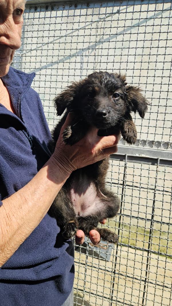 Topazia splendida dolce cucciolina cerca casa  Foto 5