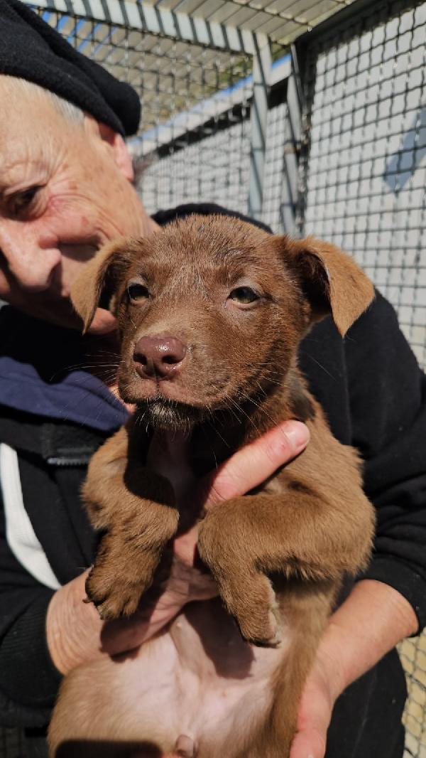 Ambra Splendida Dolce Cucciolina Cerca Casa 