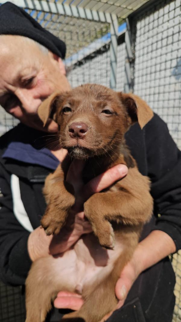 Ambra splendida dolce cucciolina cerca casa  Foto 2