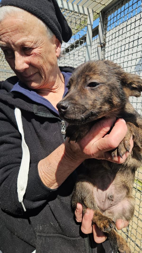 Rubino splendido dolce cucciolino cerca casa  Foto 3
