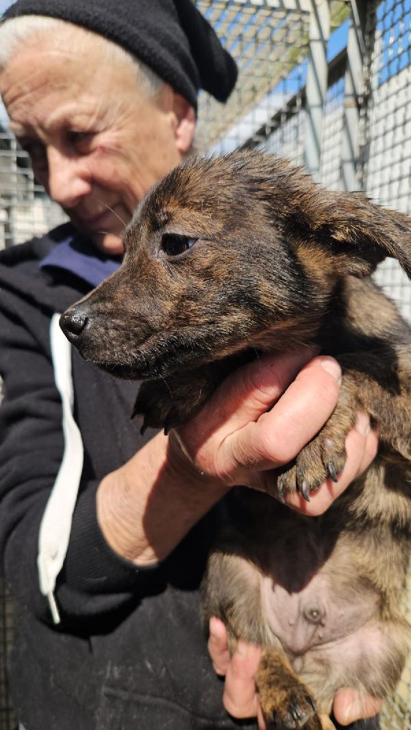 Rubino splendido dolce cucciolino cerca casa  Foto 6